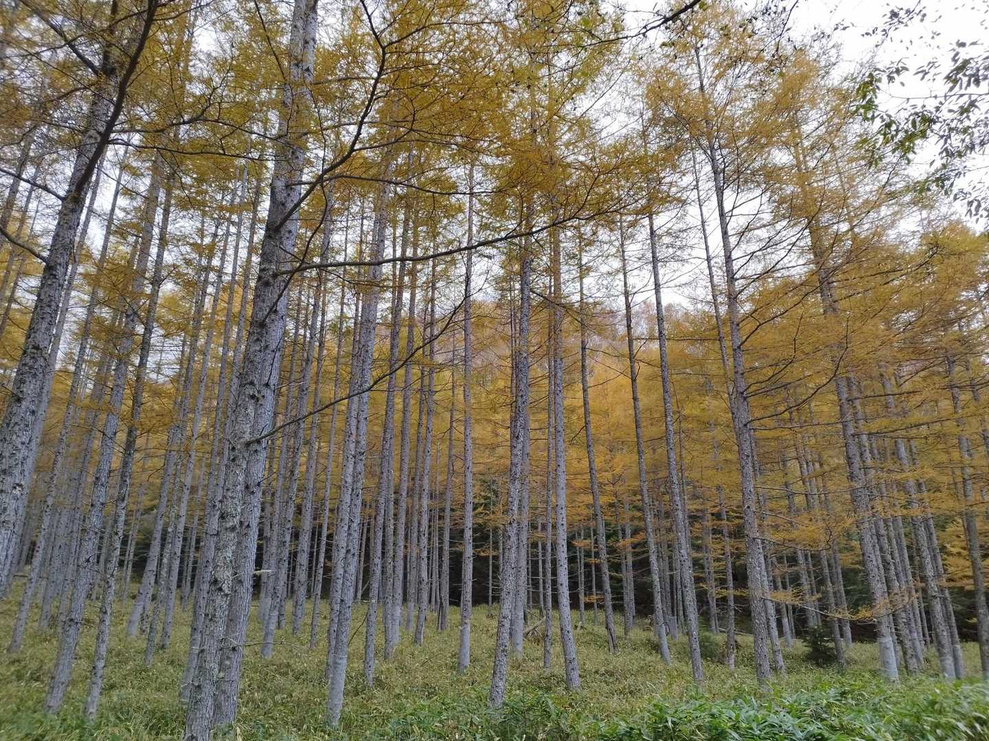 標高を下げていくと紅葉が出てきました。
