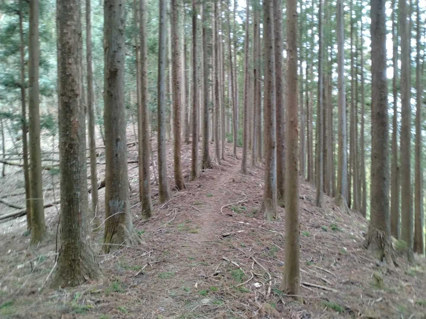 御岳山 往復コースの写真