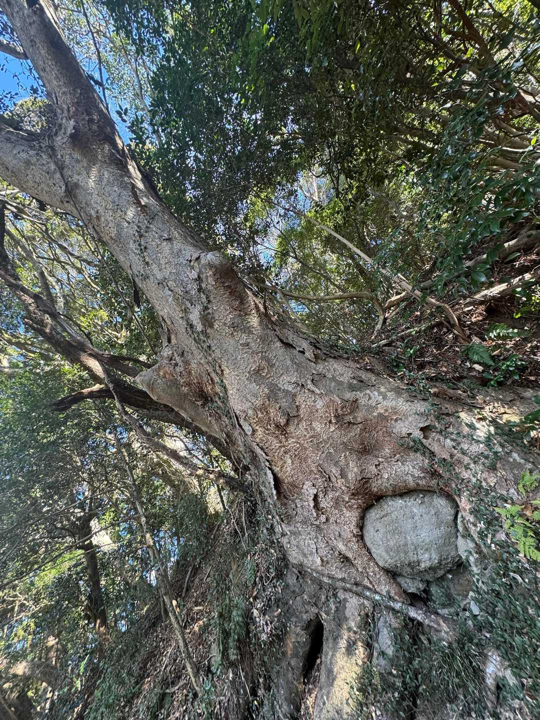 松倉山 往復コースの写真