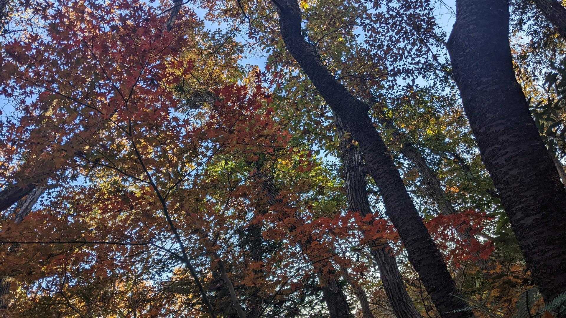 まだ紅葉残ってます。