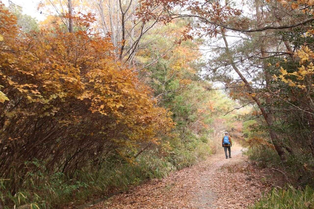 🍂