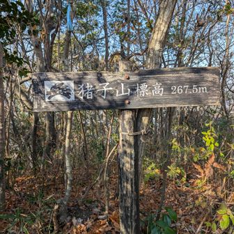最後のピーク猪子山
🐗上手に掘ってます
うちのウリボー持ってくればよかった🐗💦