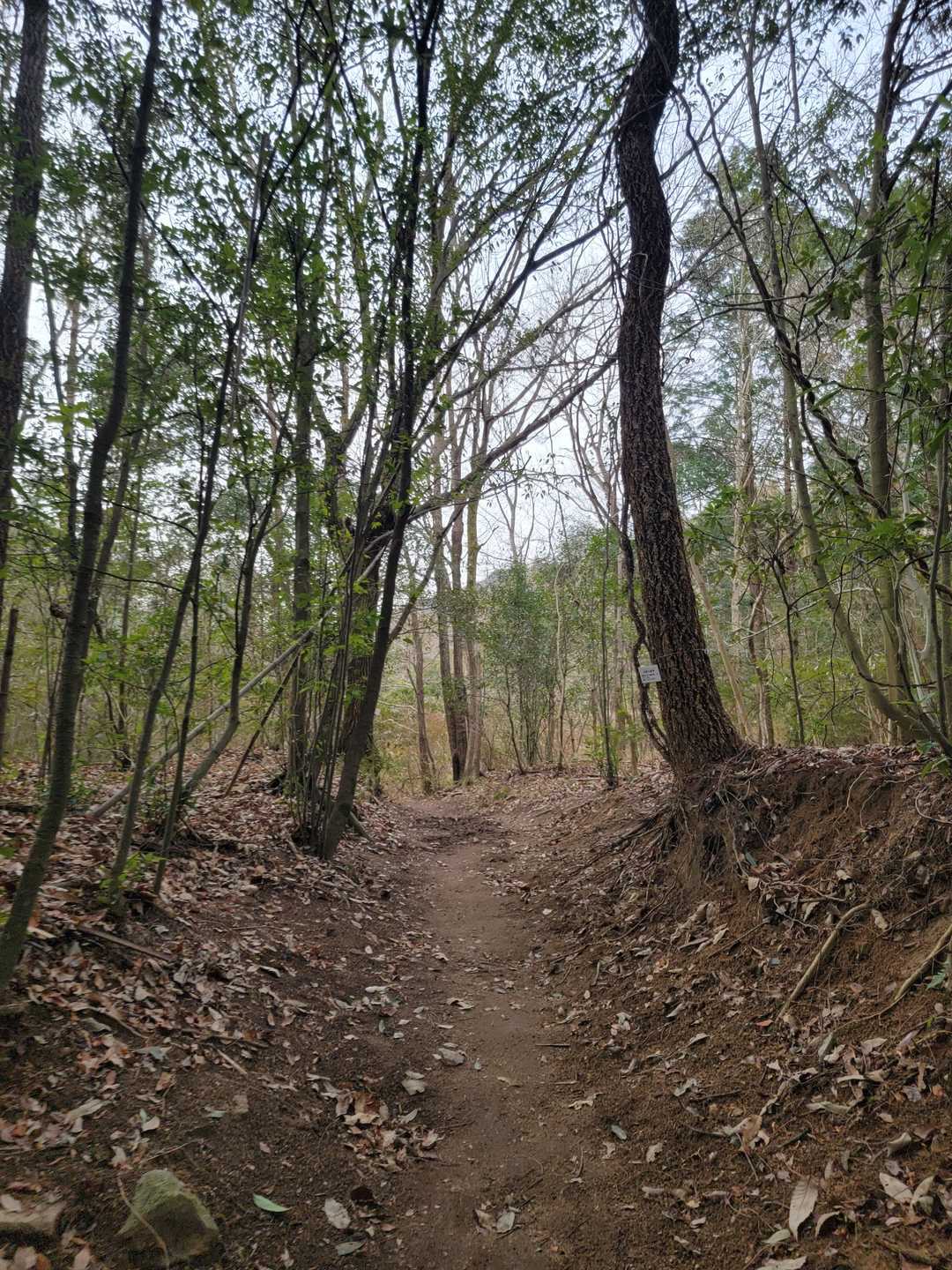 虎丸山登り口-三本松-虎丸山 往復コースの写真