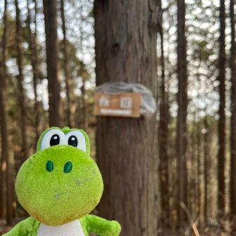 今日はきてぃ嫁代役ねこを忘れたので、代役の代役🦖