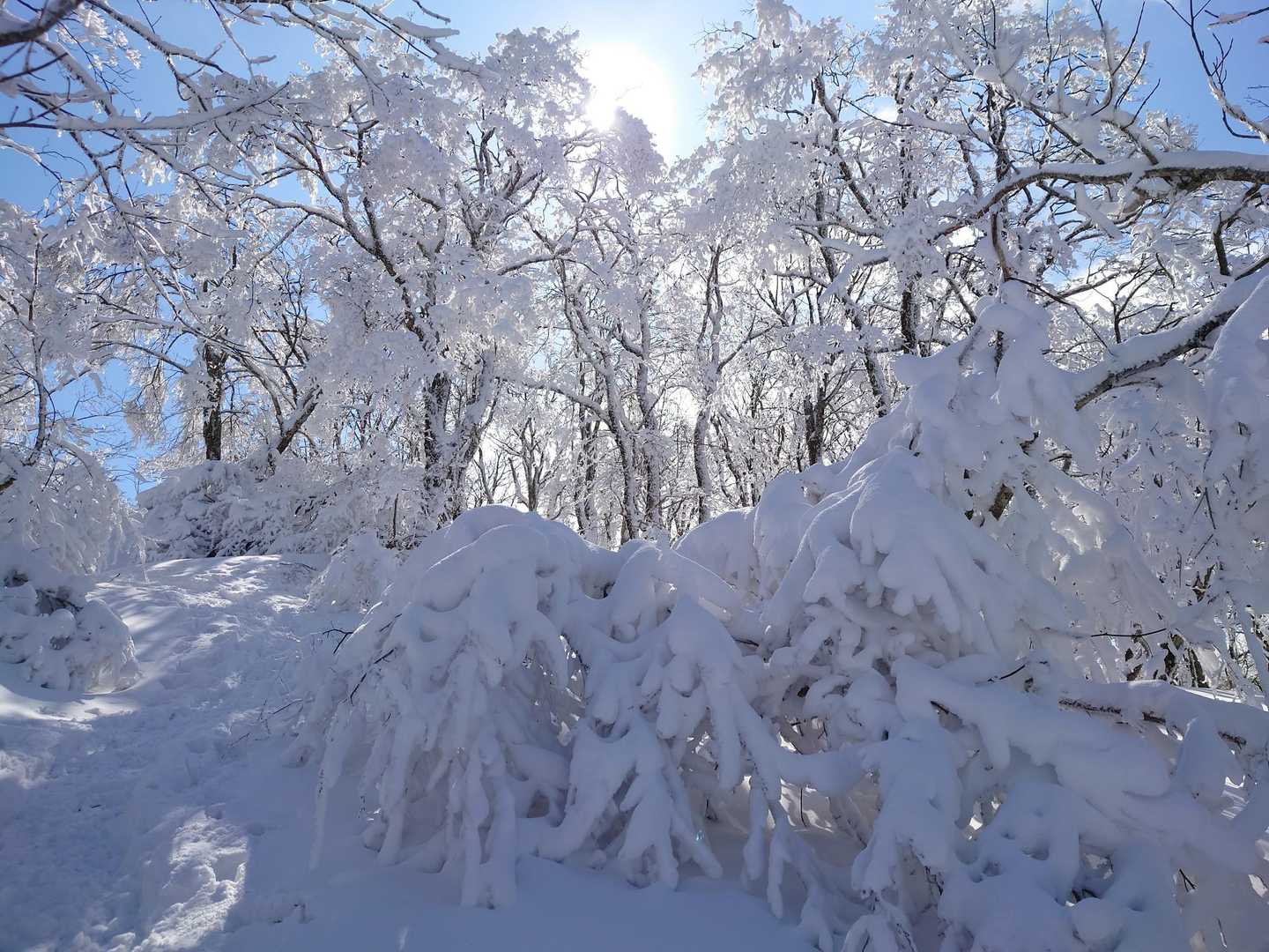 モンスター