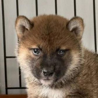 おかちゃん
