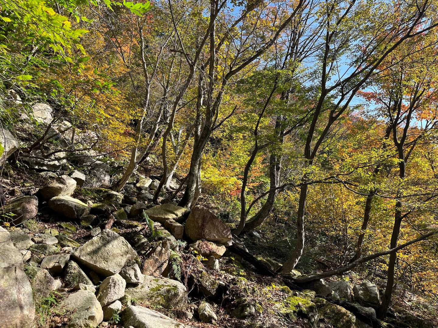 登山口はまだ紅葉してなかったけど
登ってくるとだんだん色付いてきた