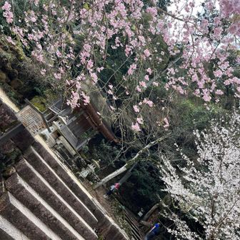 一気に駆け下り、大聖院へ下りて来ました♪