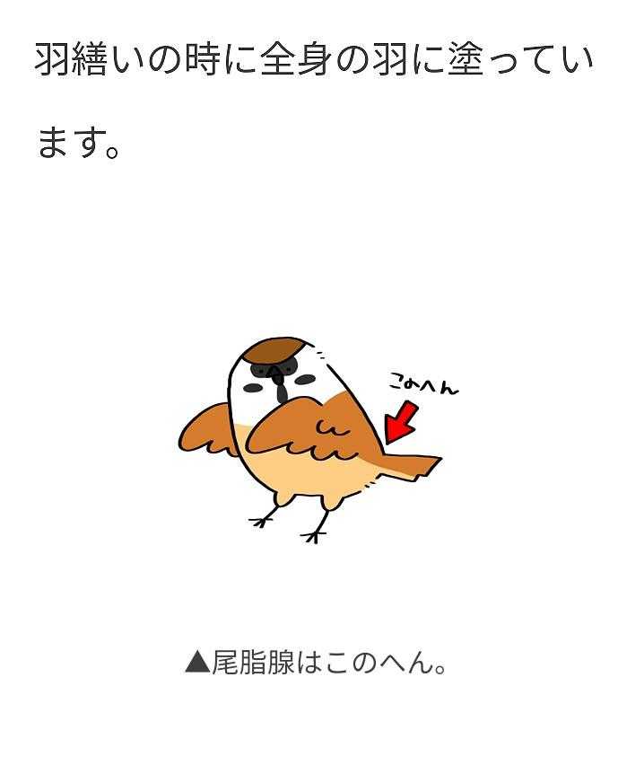海鵜と川鵜の見分け方 🎶磯の鵜 / 山オタクさんのモーメント