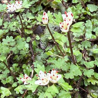 ハナネコノメソウ