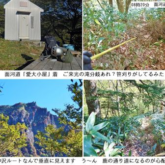 面河道・愛大小屋
よく管理されています
小屋の中にはストーブや毛布なども置かれています
皿ヶ嶺や堂ヶ森の愛大小屋も素晴らしいと思います（感謝）

面河道からご来光の滝分岐までのルートで途中まで笹刈りがされていました
この辺り、鹿の警戒音が多く聞かれる様になりました

バリエーションルートにこんなハイウェイが出来ると鹿の通り道となってしまわないか心配します
