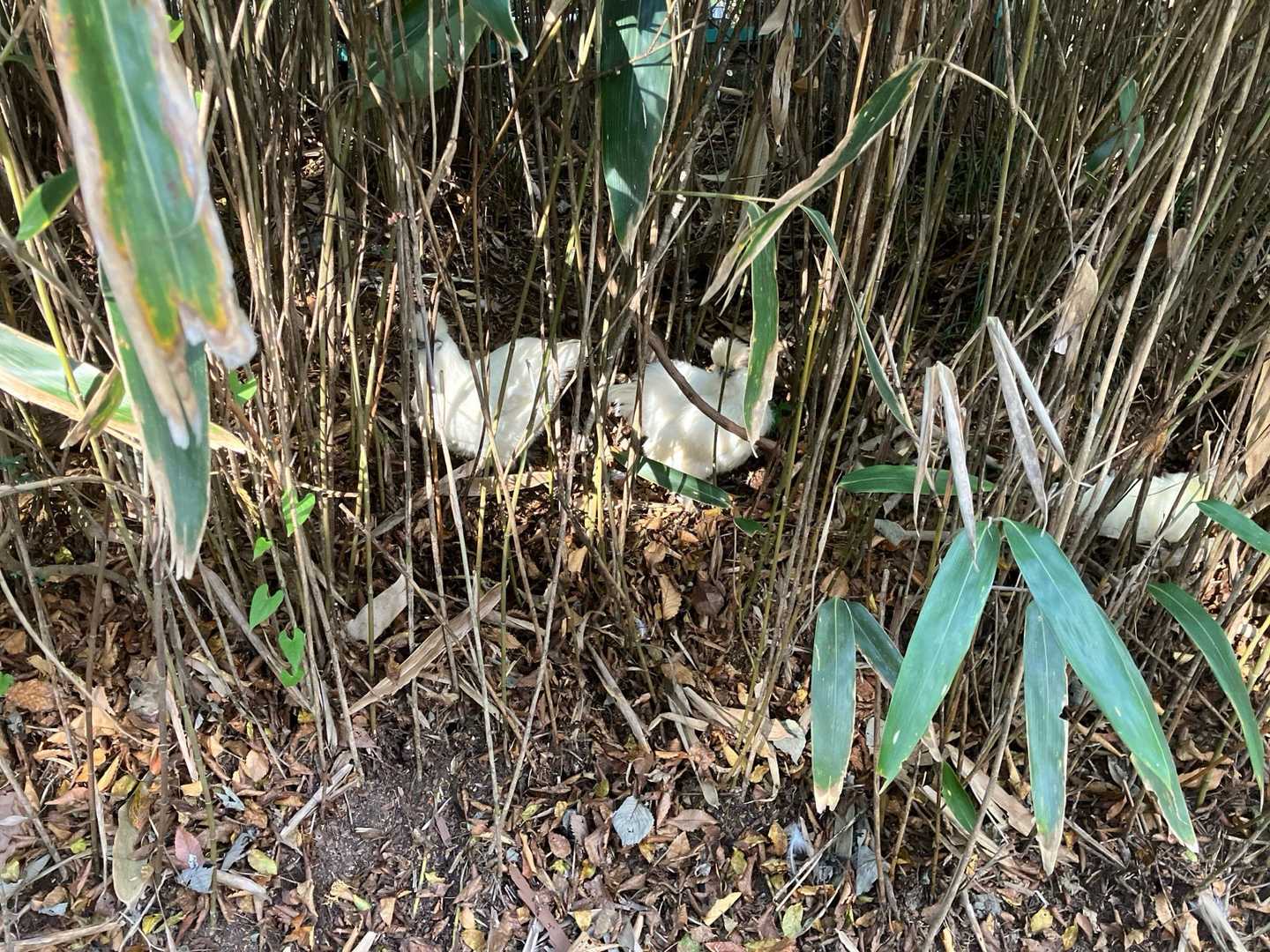 神社にて。２羽みっけ