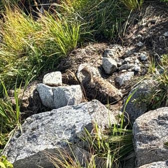 雷鳥！
距離1メートルぐらい