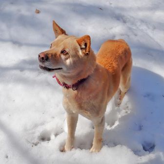 奇石-ワンちゃん 石 名ガイド犬🐕️の御座石鉱泉のシロちゃんと鳳凰小屋へ / ウメさんの