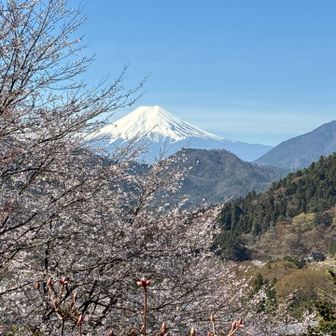 桜越しに富士山も美しい