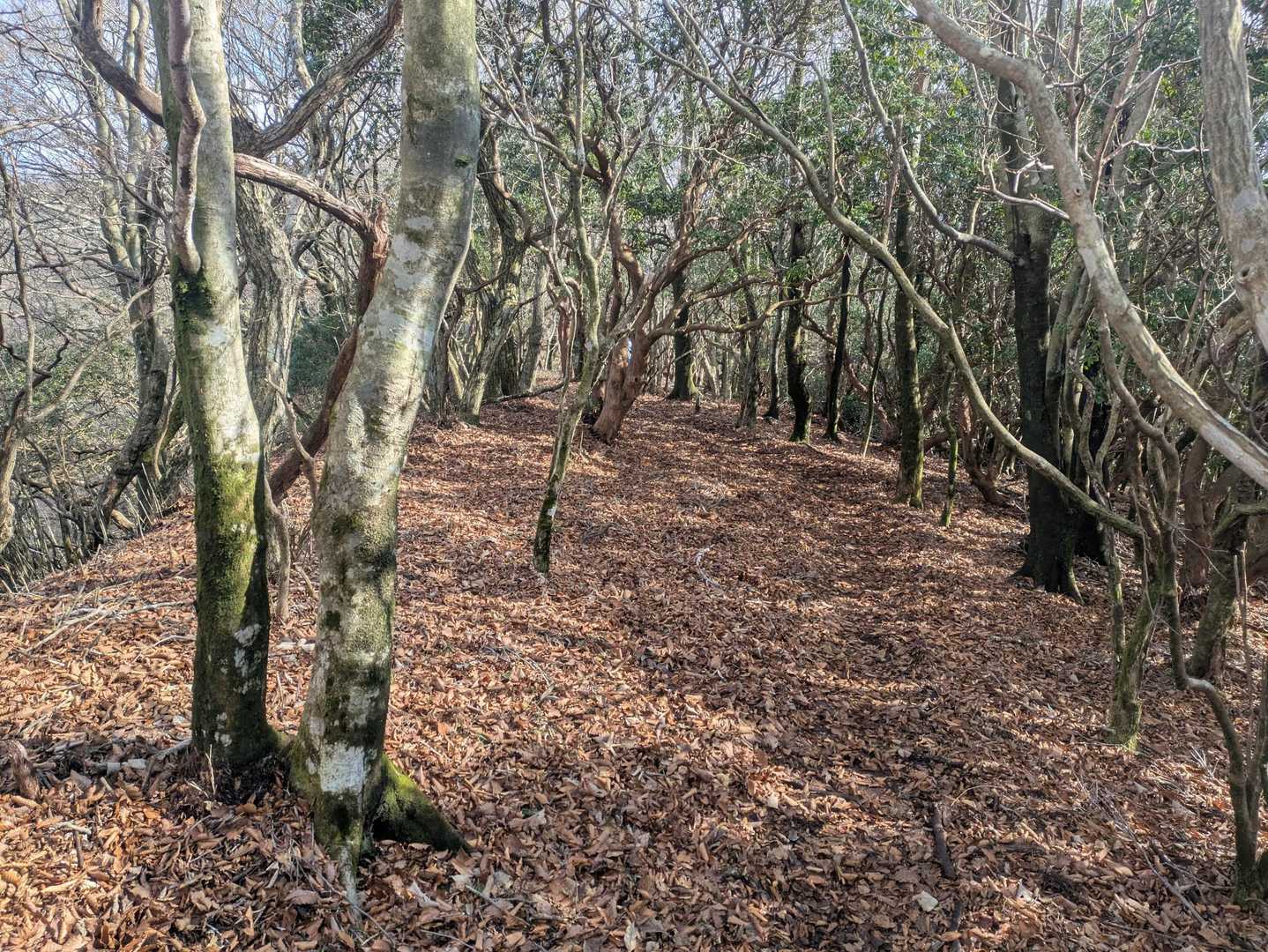 大矢岳-大矢野岳-太郎ヶ迫-駒返峠-多津山峠-天神峠-清水 縦走コースの写真