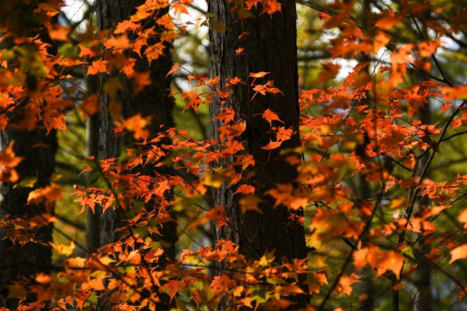 鮮やか〰️🍁