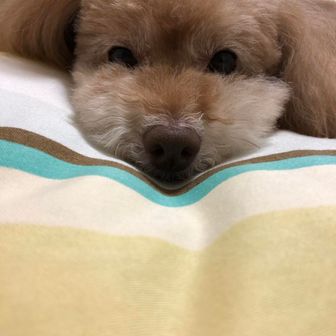 トイプーとティータイム