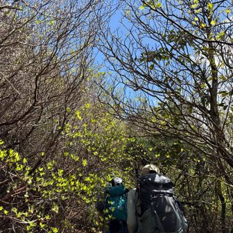 ミツバツツジのトンネルができるのかな