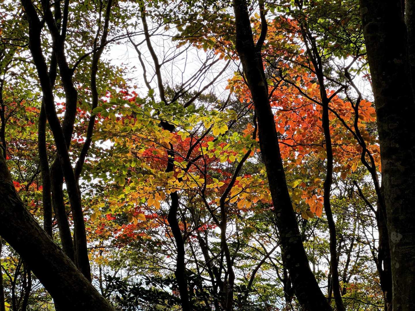 小津権現山登山口-高屋山-小津権現山 往復コースの写真