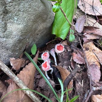 これはキレイなオレンジだ！