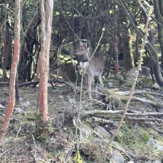 おまけの🦌鹿ちゃん！
