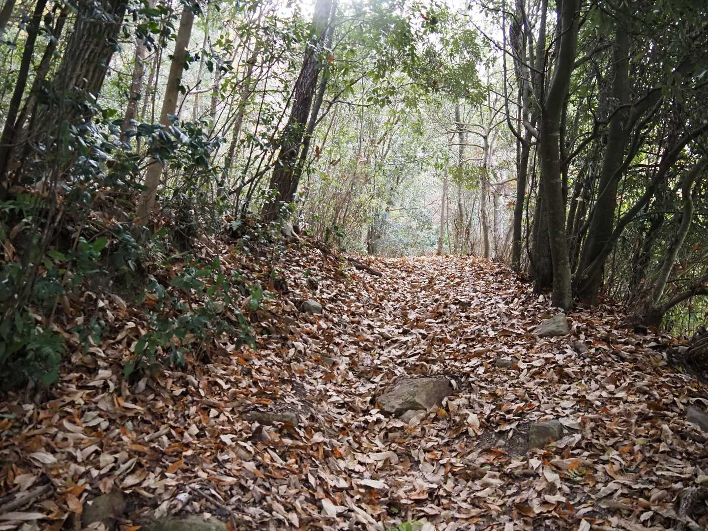 落ち葉🍃でフカフカ。
よく滑ります。