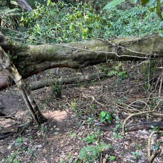 そのためにあったんじゃないかって