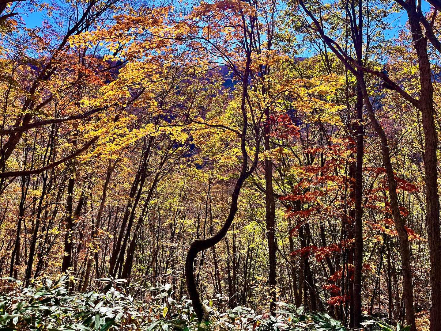 白馬岩岳マウンテンリゾートバス停-岩蕈山 縦走コースの写真