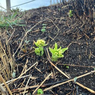 蕗のとうが幾つも😄