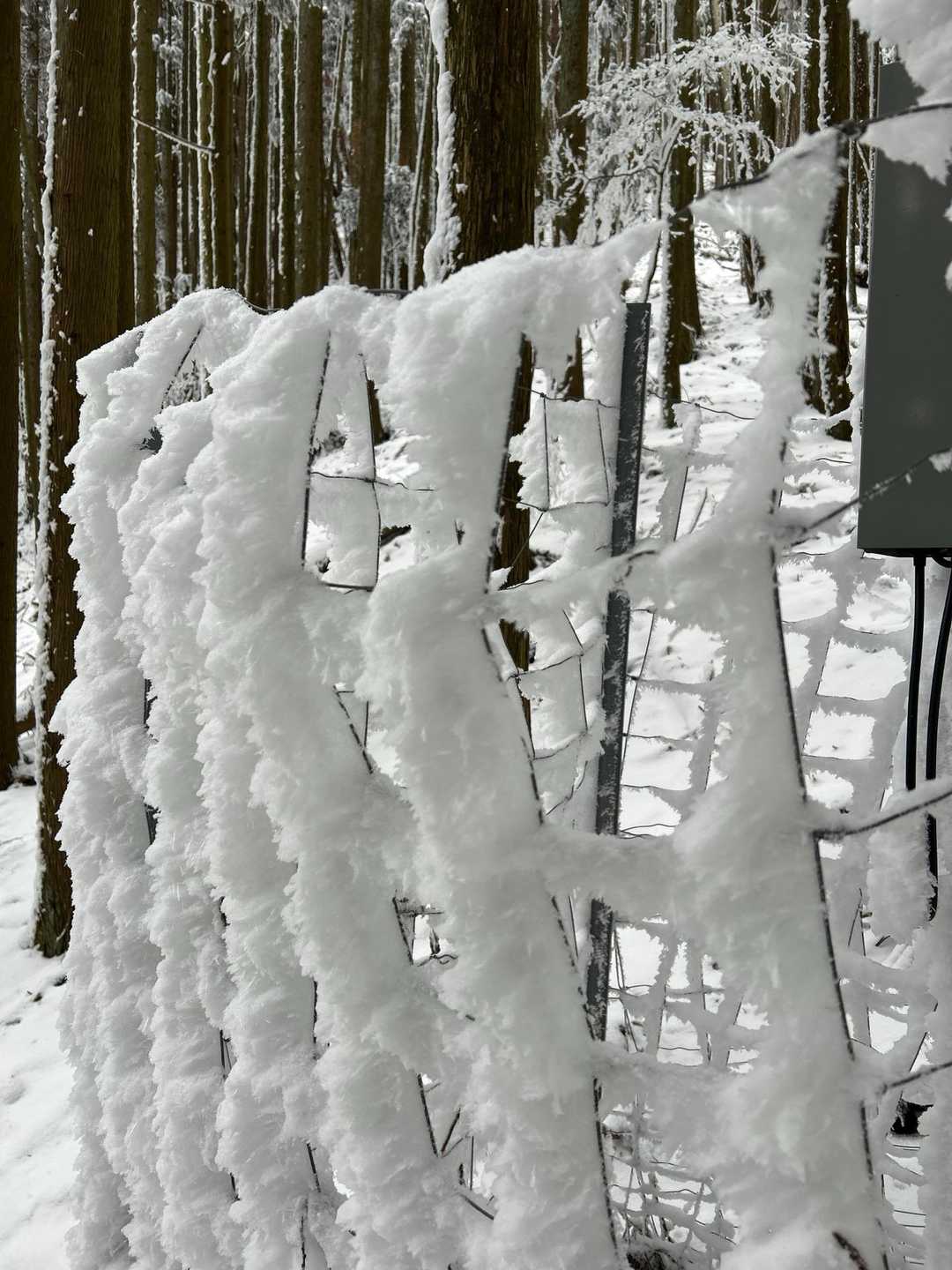 獣避け　鉄の番線が冷えるからか？　