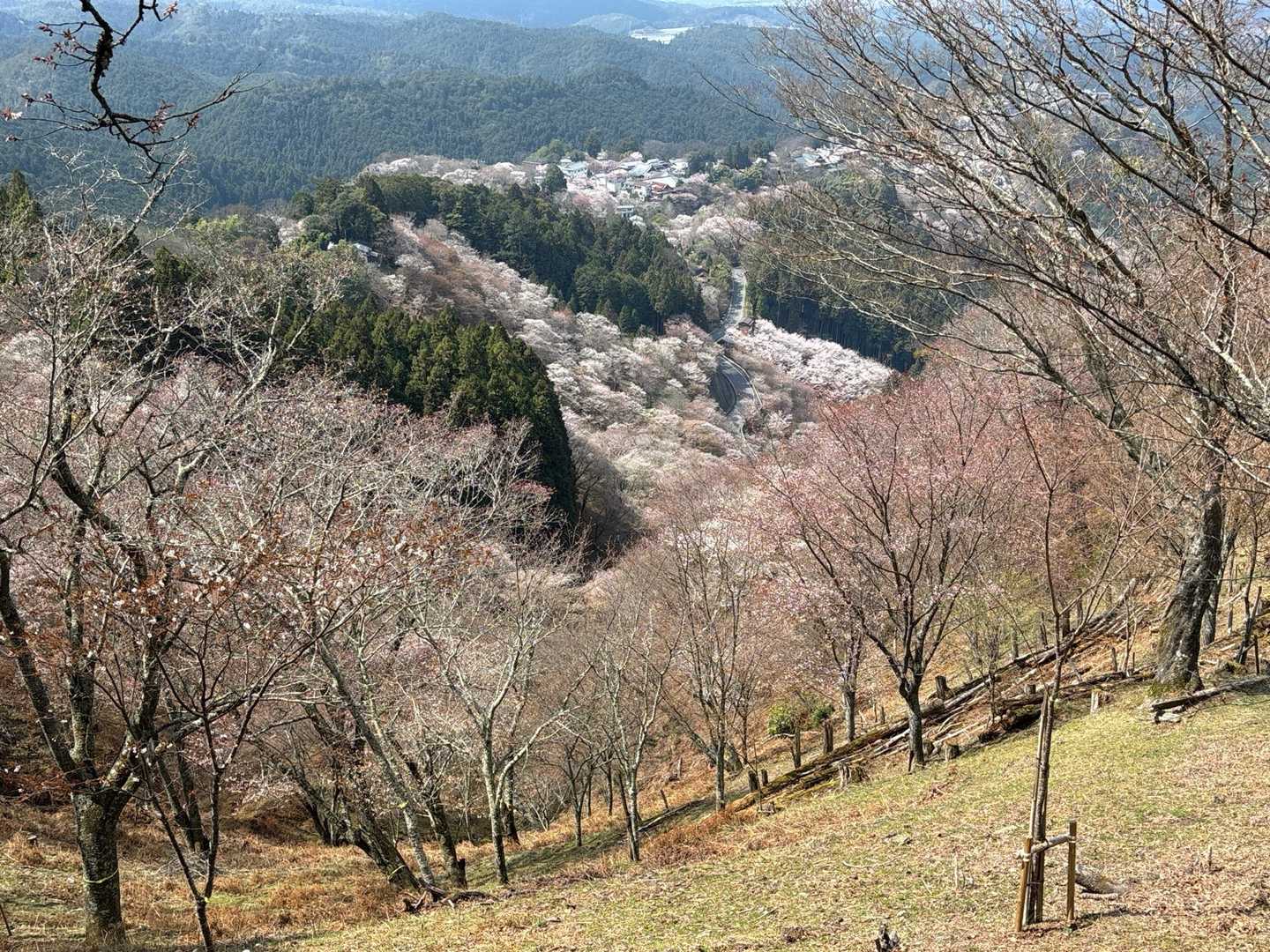 吉野の桜