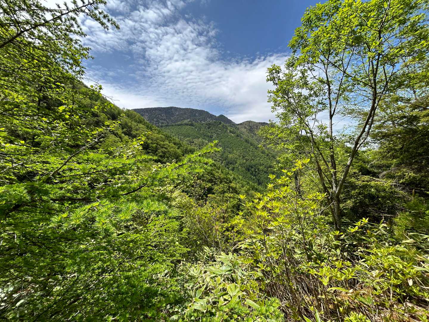 鍋冠山 往復コースの写真
