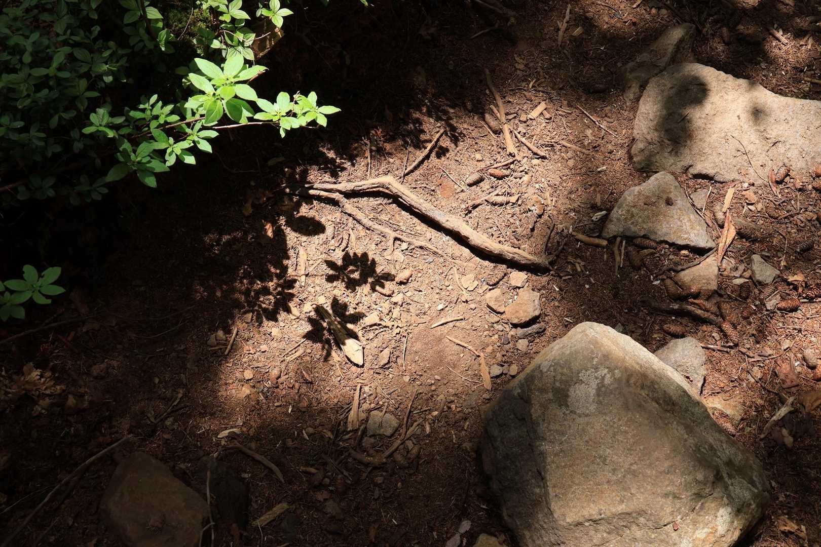 オンネトー登山口-雌阿寒岳 往復コースの写真