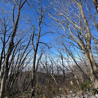 お伝えしたいのは、
樹林の向こうの雲海です。
