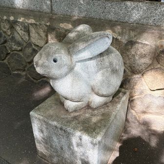 干支🐇