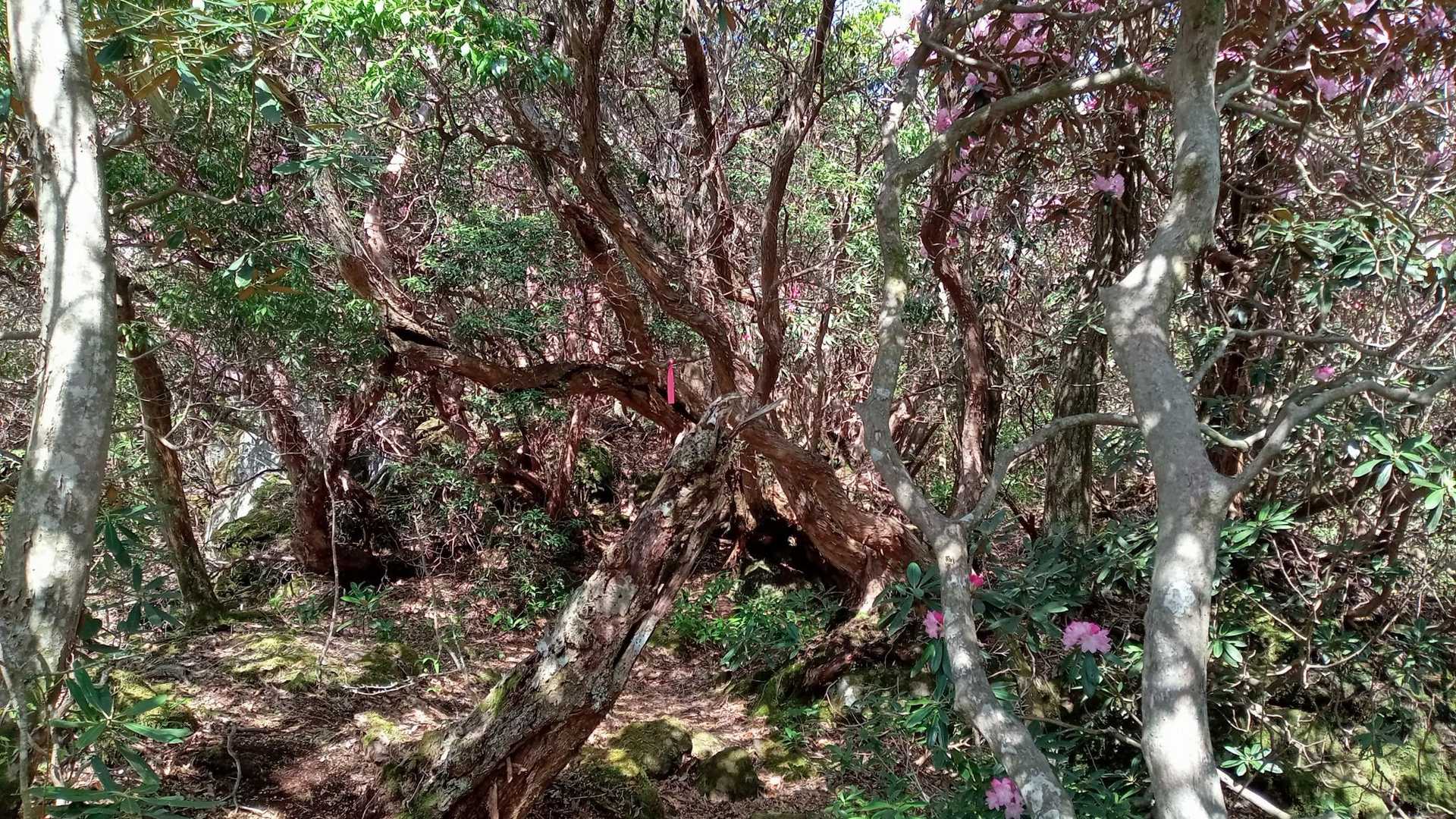 前岳 往復コースの写真