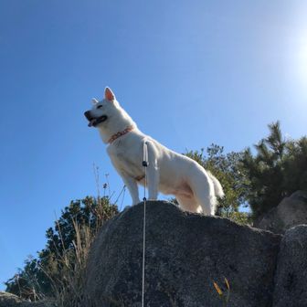 エルピシュプレチュリ〜