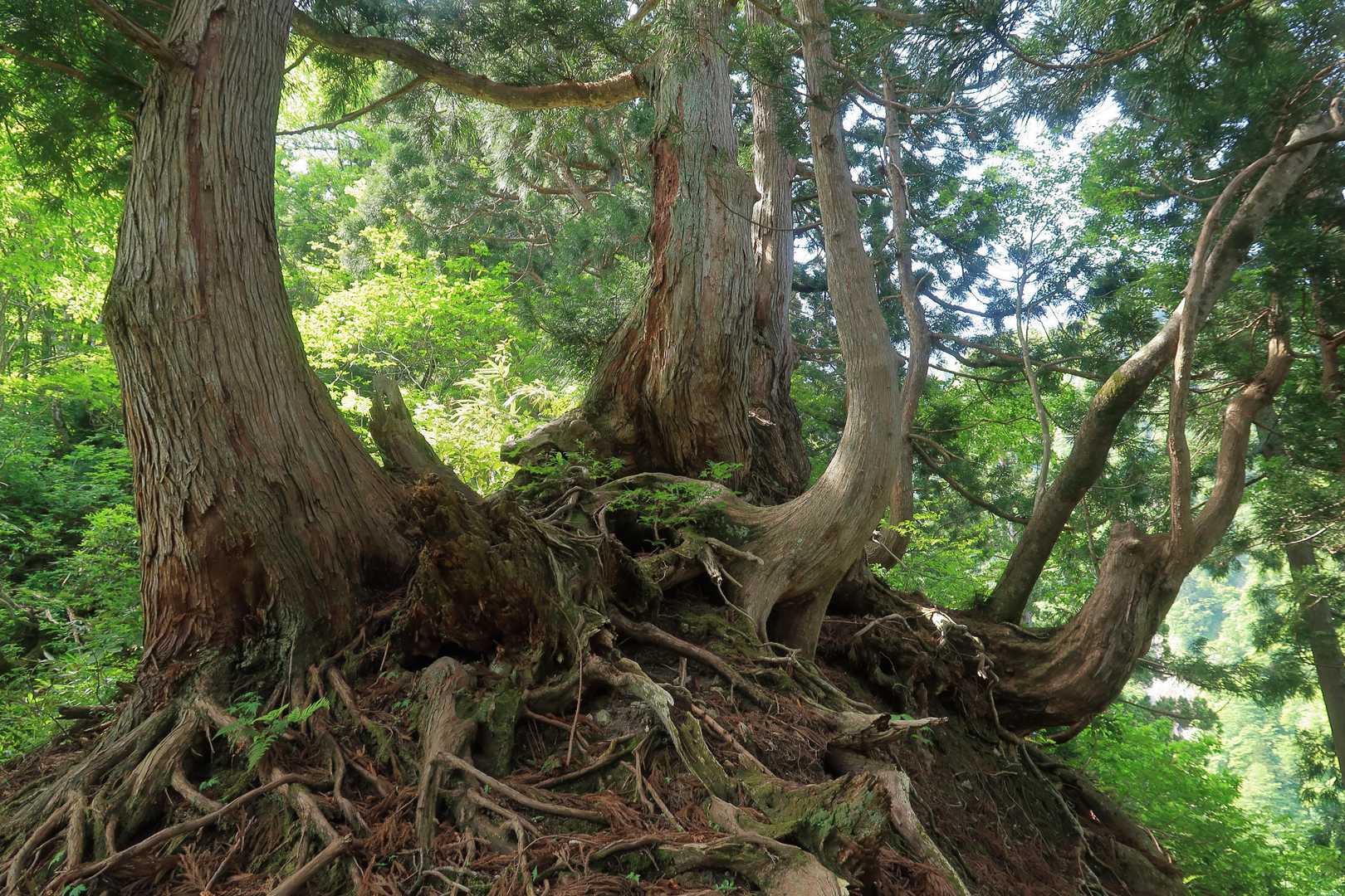 立山杉④