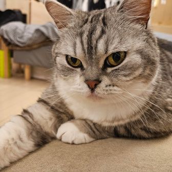 わさお