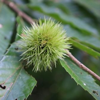 芝栗？