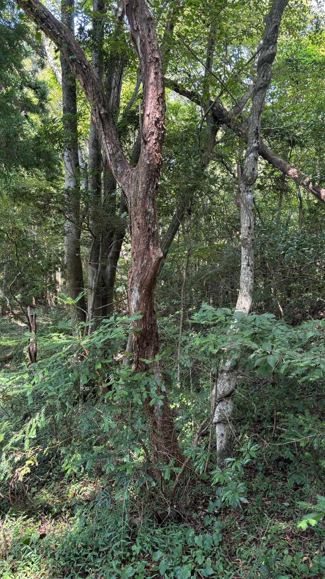 黒森山登山口-黒森山 往復コースの写真