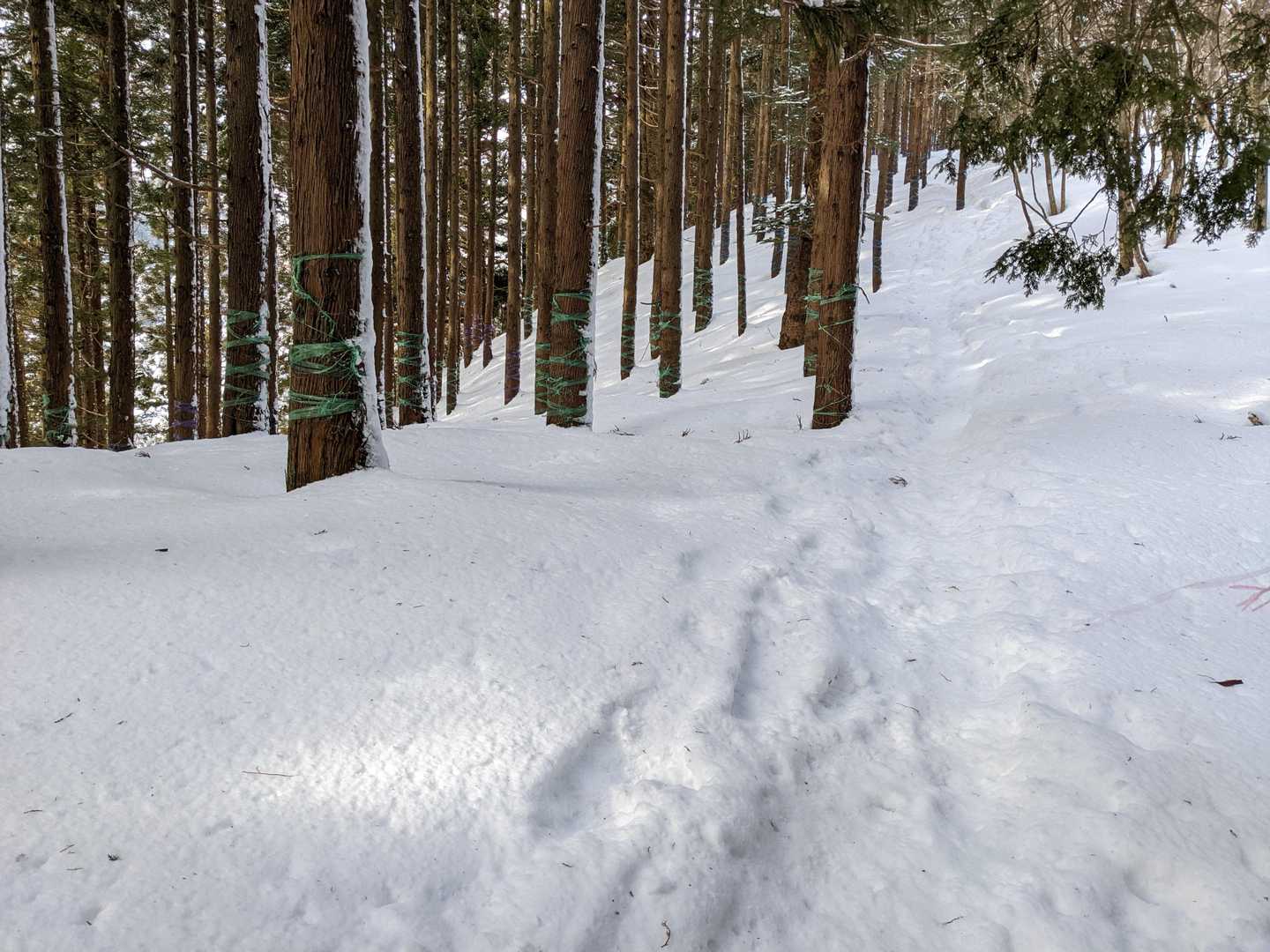 足跡なくなりつつ…