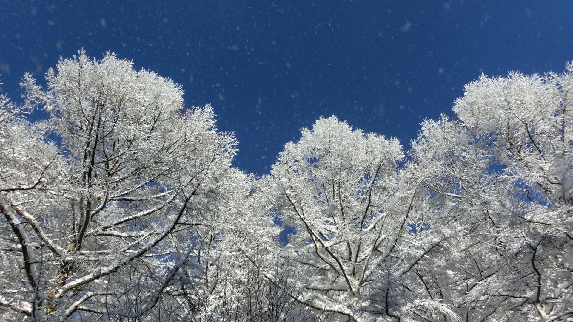 この時間まで溶けないで持ってることが不思議です！結構いっぱい雪着いたのね⛄👏