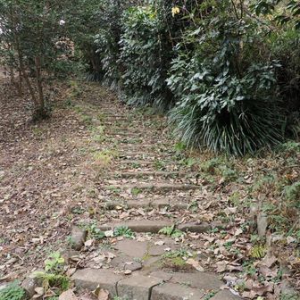 緩やかな階段
リス🐿️がいるけど、動きが早過ぎて撮れなかった😞