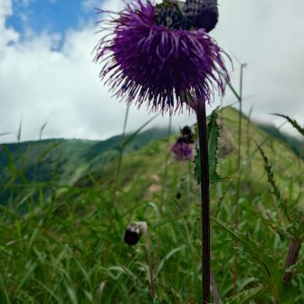 アザミがたくさん咲いてました
「オニアザミ（鬼薊）」のようです