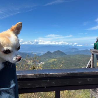 そして、我が家の愛犬🐶