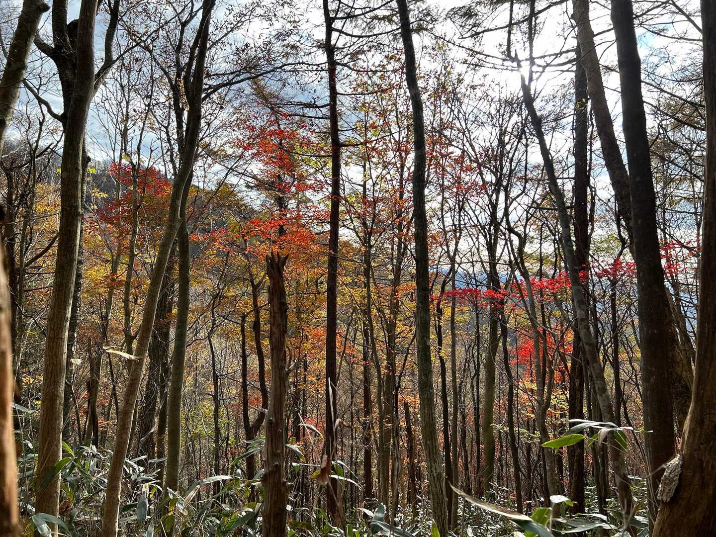 大金峰登山口-大金峰-小金峰 周回コースの写真