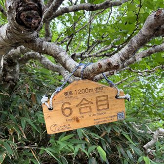 6合目、またネコを撮るのを忘れました🤦