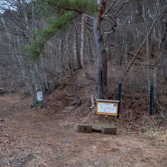 こっから登山道。斜度はあるけど気合でサクッと登れます。